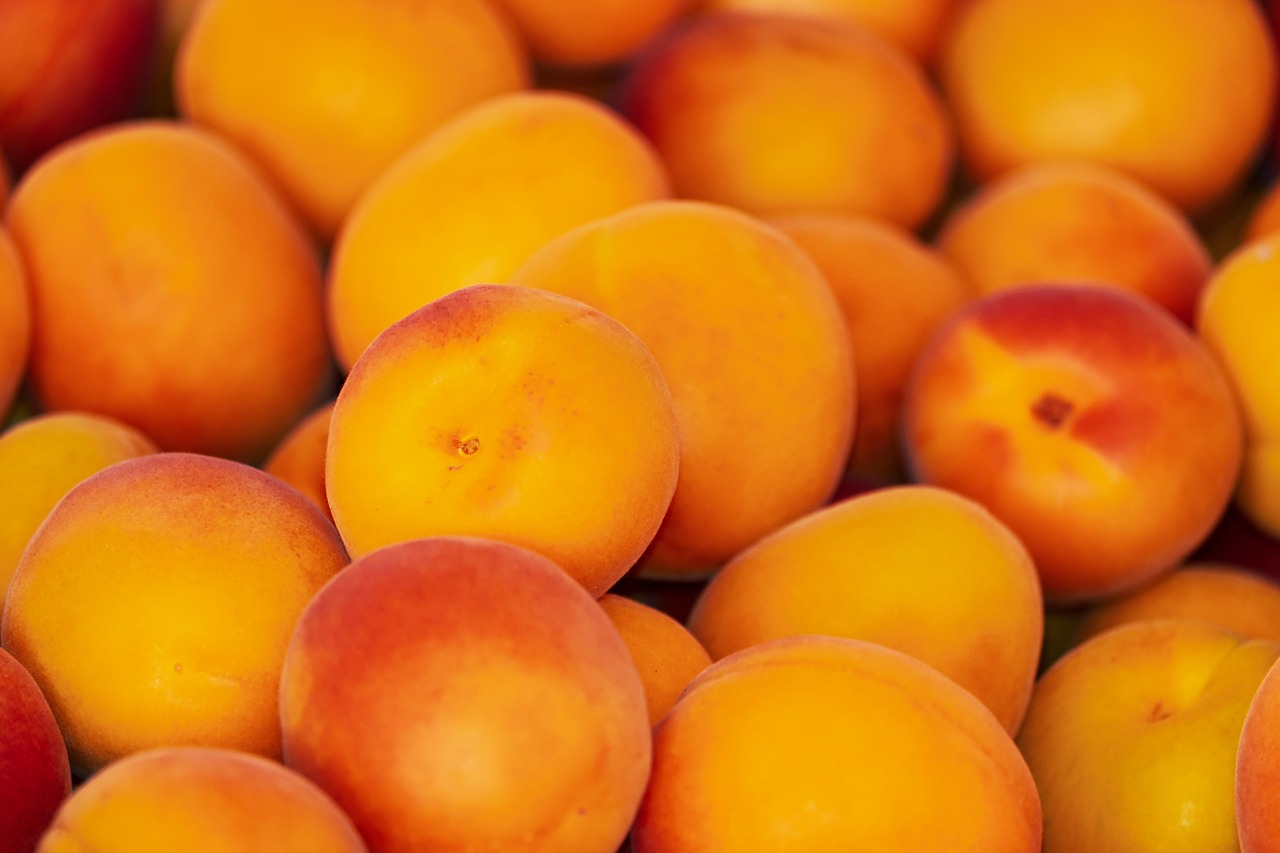 1 000 Free Apricots Apricot Tree Images Pixabay