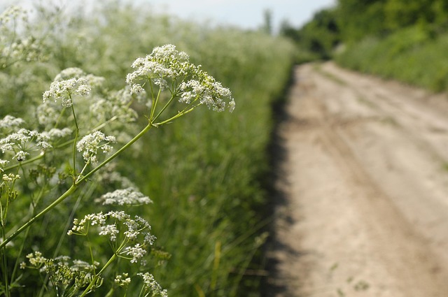Free Field Road Iłża photo and picture