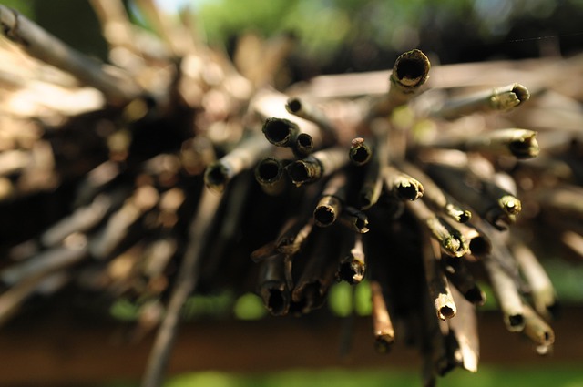 Free Sticks Macro photo and picture