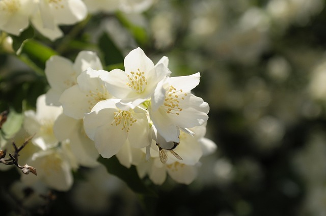 Free Flower Flower Background photo and picture