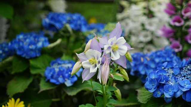 Free Flower Spring Flowers photo and picture