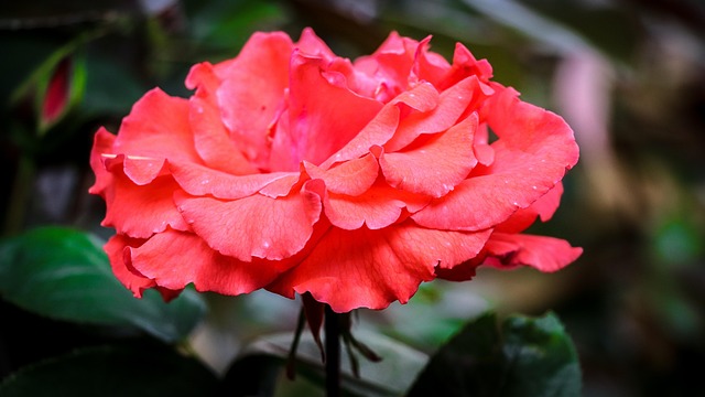 Free Rose Rose Flower photo and picture