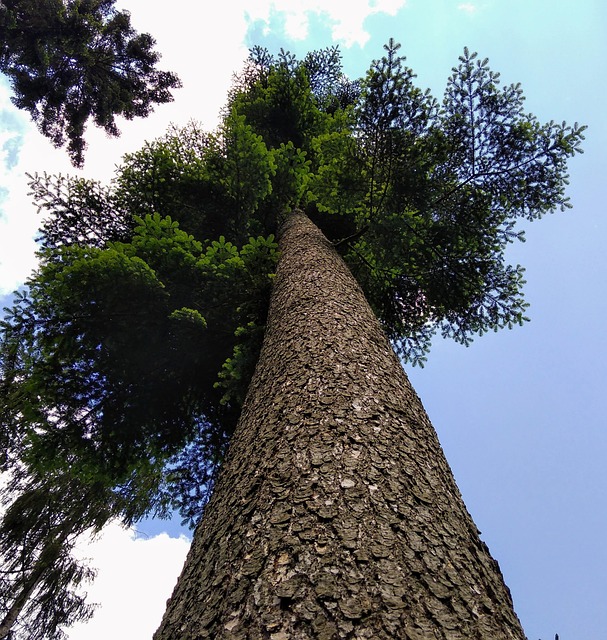 Free Tree Needles photo and picture