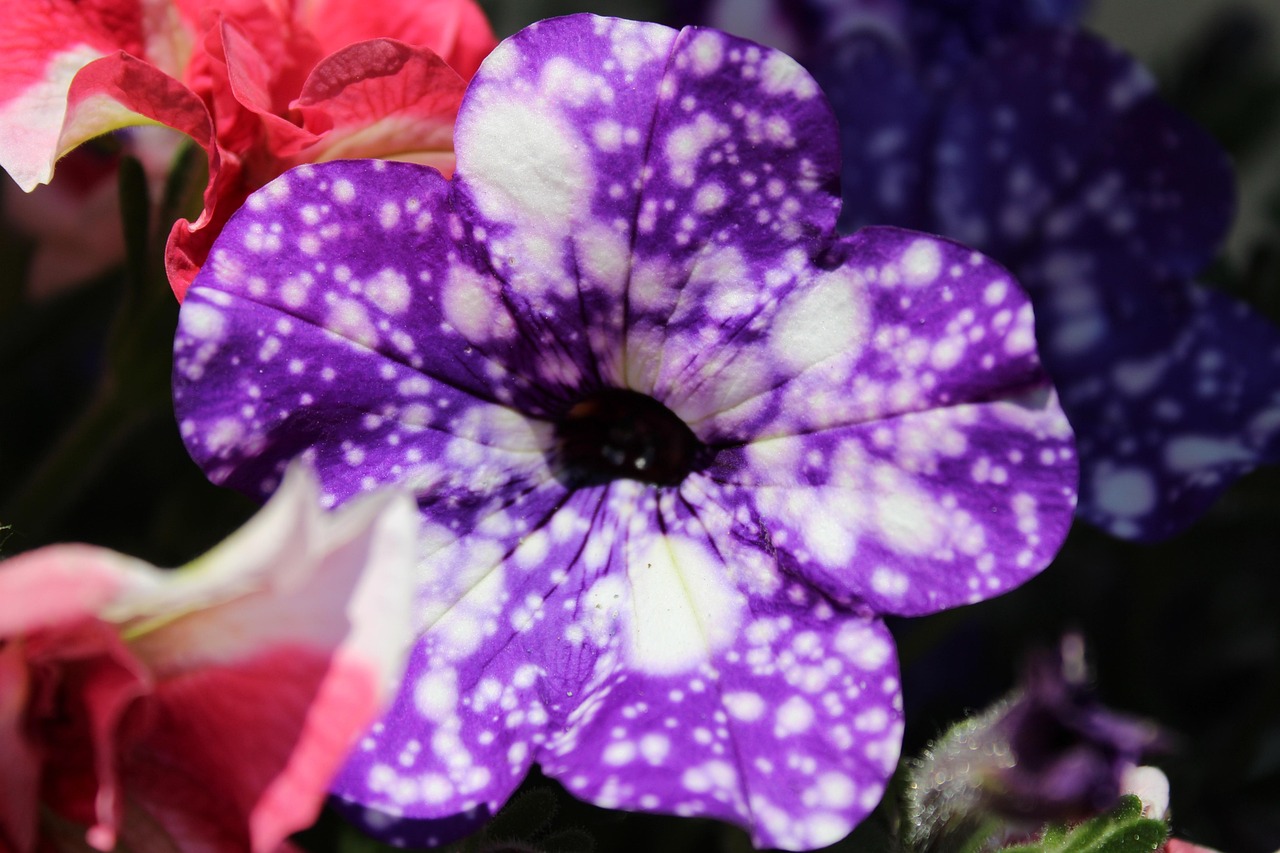 Bunga Taman Alam Warna Ungu - Foto gratis di Pixabay - Pixabay