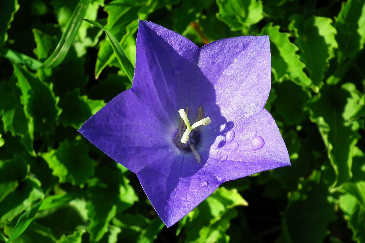 Falwar Roz Flower Rozwar Blue - Free photo on Pixabay - Pixabay