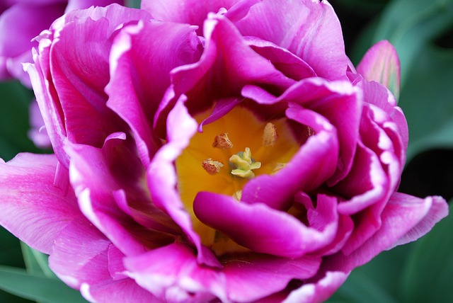 Blomst, Blomstre, Lilla, Violet, Makro