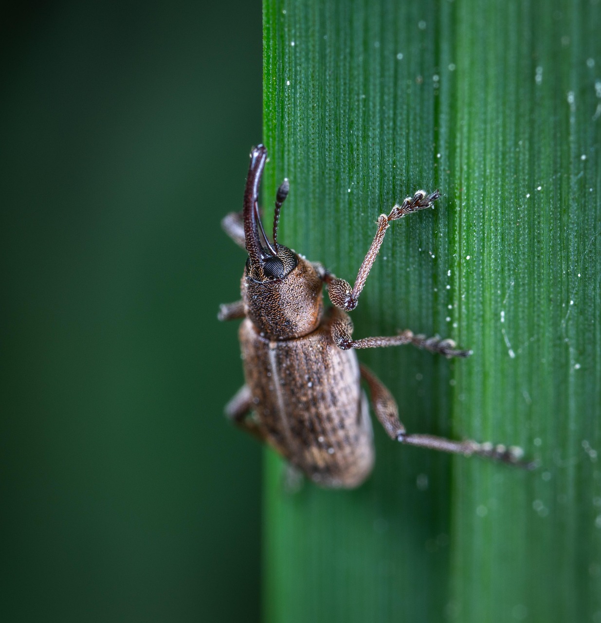 Macro Insecte Beetle Brin - Photo gratuite sur Pixabay - Pixabay