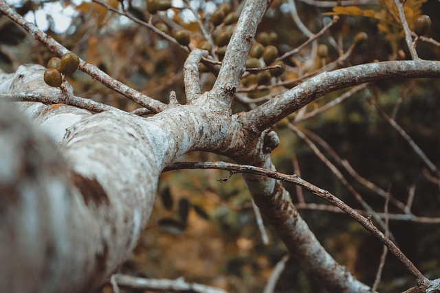 Free Background Tree photo and picture