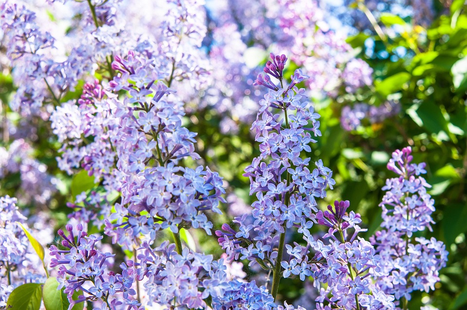 flowers-3435488_960_720.jpg