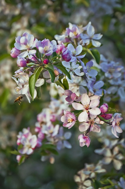 Free Apple Blossom Apple photo and picture