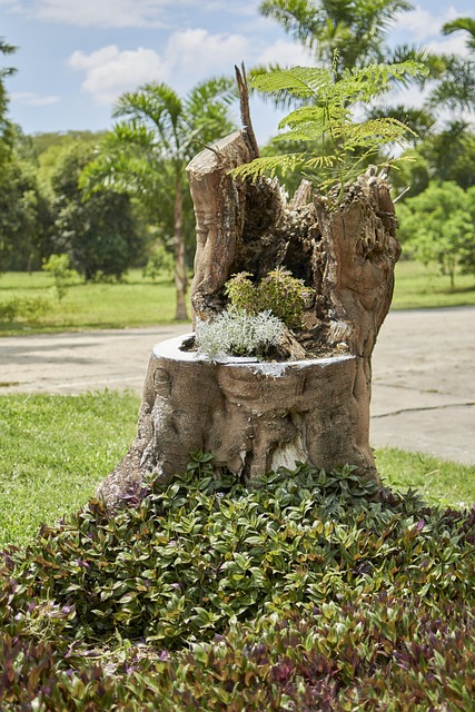 Free Tree Plant photo and picture