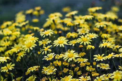Blomst, Solsikke, Gul, Natur, Forår