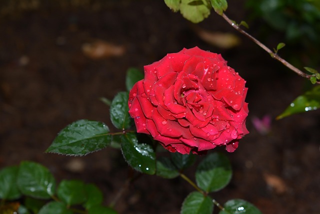 Free Rose Flower photo and picture