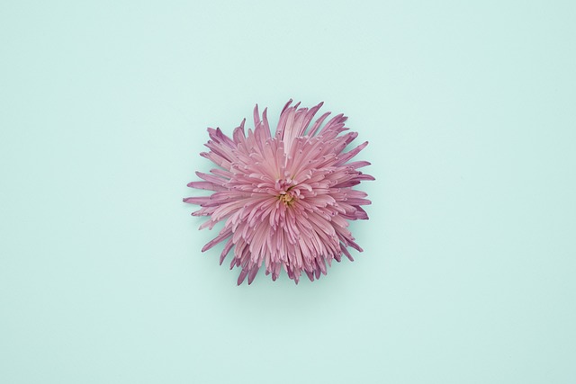Blumen, Blauer Hintergrund, Natur