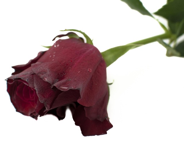 Red Flower Rpse Red Rose Flower - Free photo on Pixabay - Pixabay