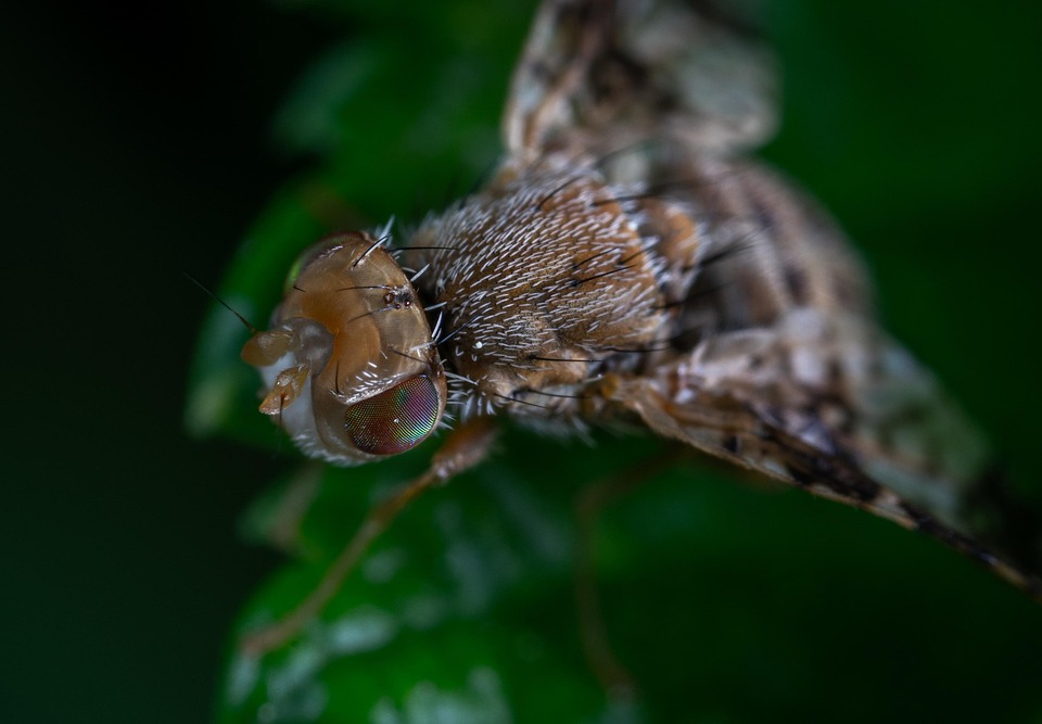 Macro Fly Insect Macro Fly Petrogradka - Free photo on Pixabay - Pixabay