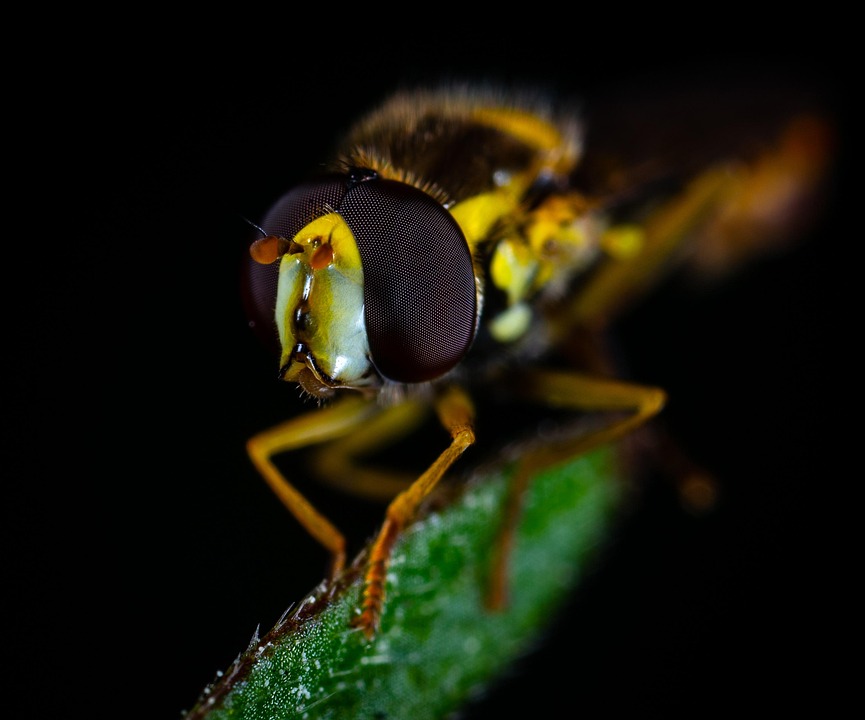 Macro Fly Insect Macro Fly Gorzalka - Free photo on Pixabay