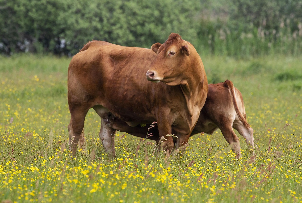 Vache Vaches Bovins - Photo gratuite sur Pixabay - Pixabay