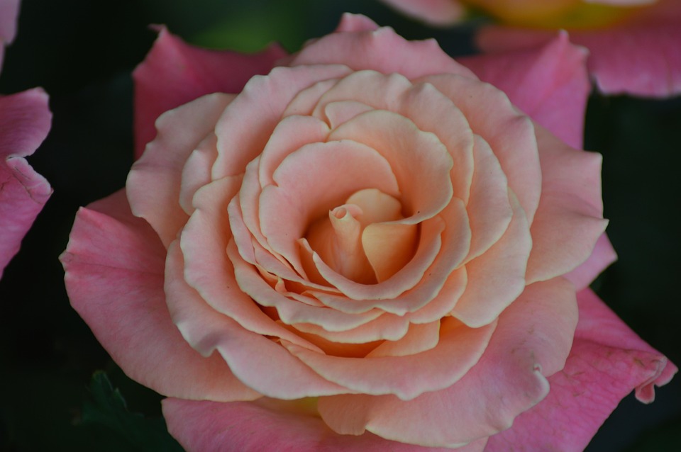 Tags Rose Flower Miss Piggy Little - Free photo on Pixabay - Pixabay