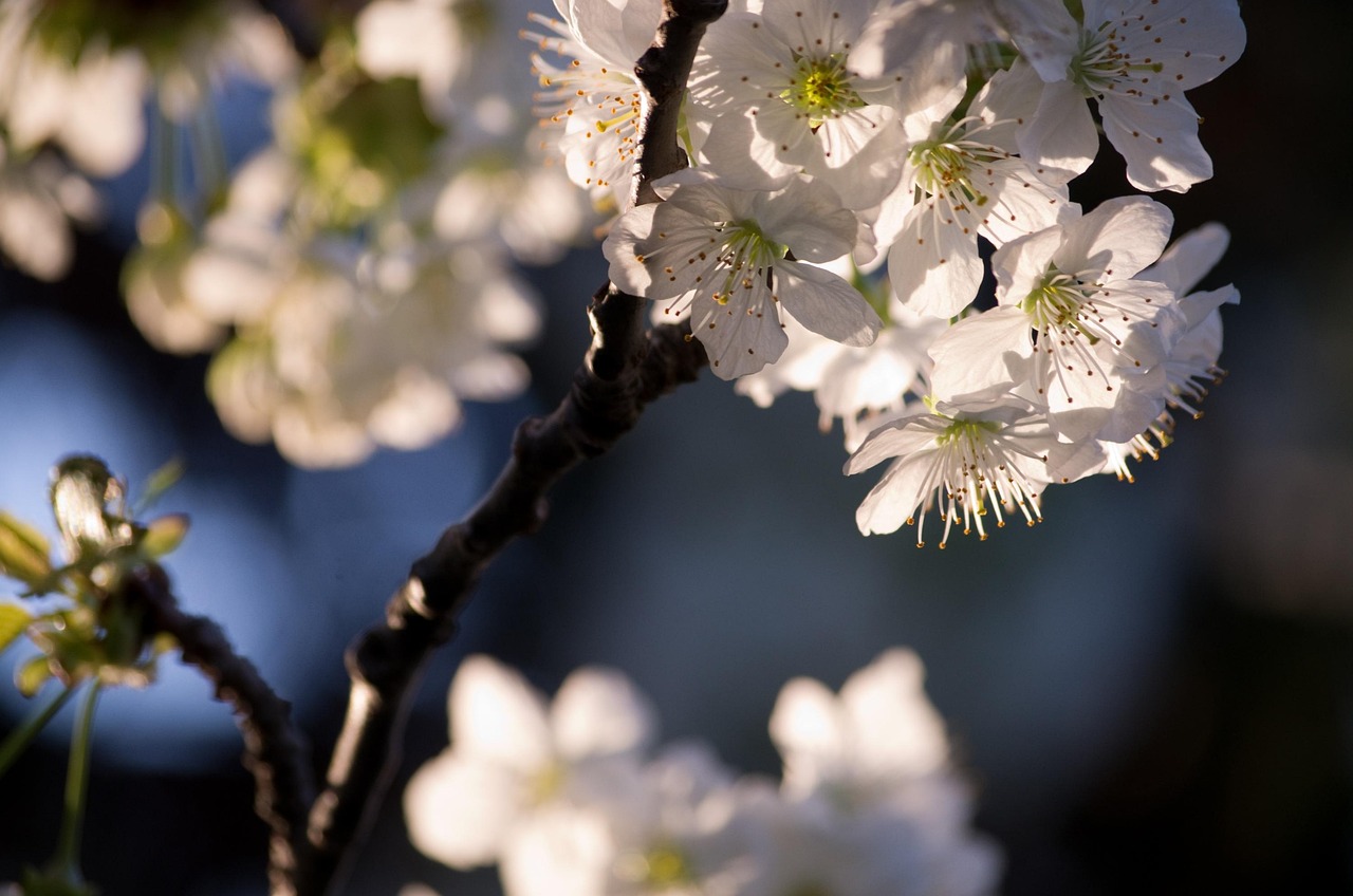樱桃 花白 光 - Pixabay上的免费照片 - Pixabay
