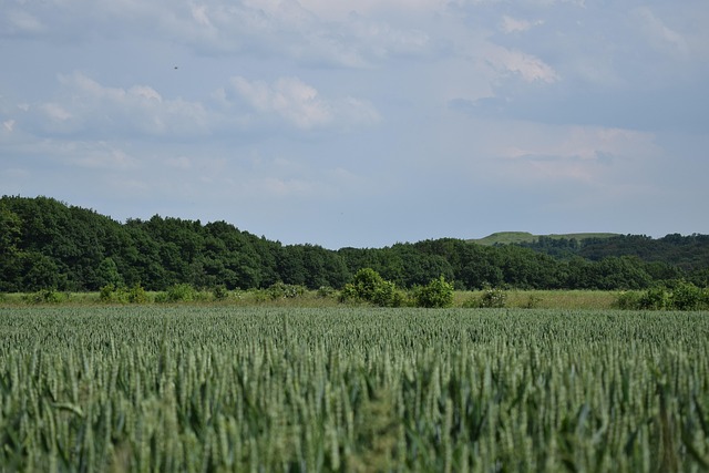 Free Heaven Cornfield photo and picture