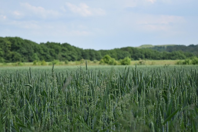 Free Heaven Cornfield photo and picture