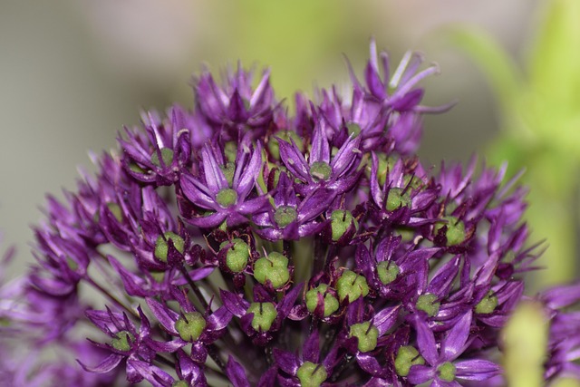 Free Flower Flower Wallpaper photo and picture