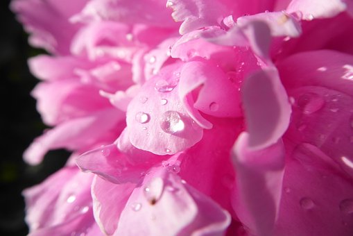 Free Peony A Drop Of photo and picture