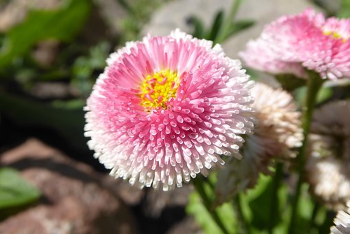 Free Daisy Pink photo and picture