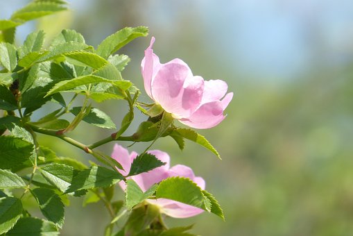 Free Pink Flower photo and picture