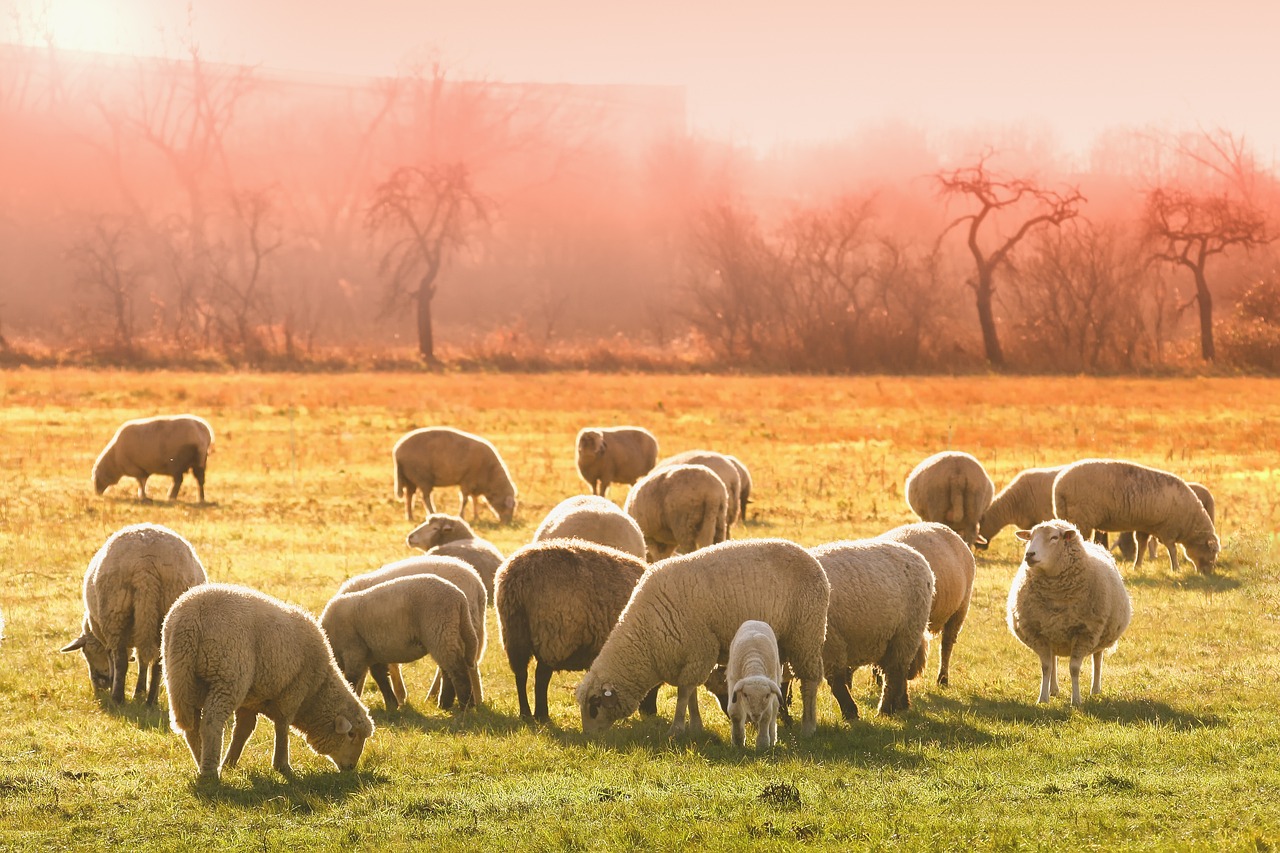 Obraz na płótnie animal, sheep, flock of sheep #3437467 w salonie