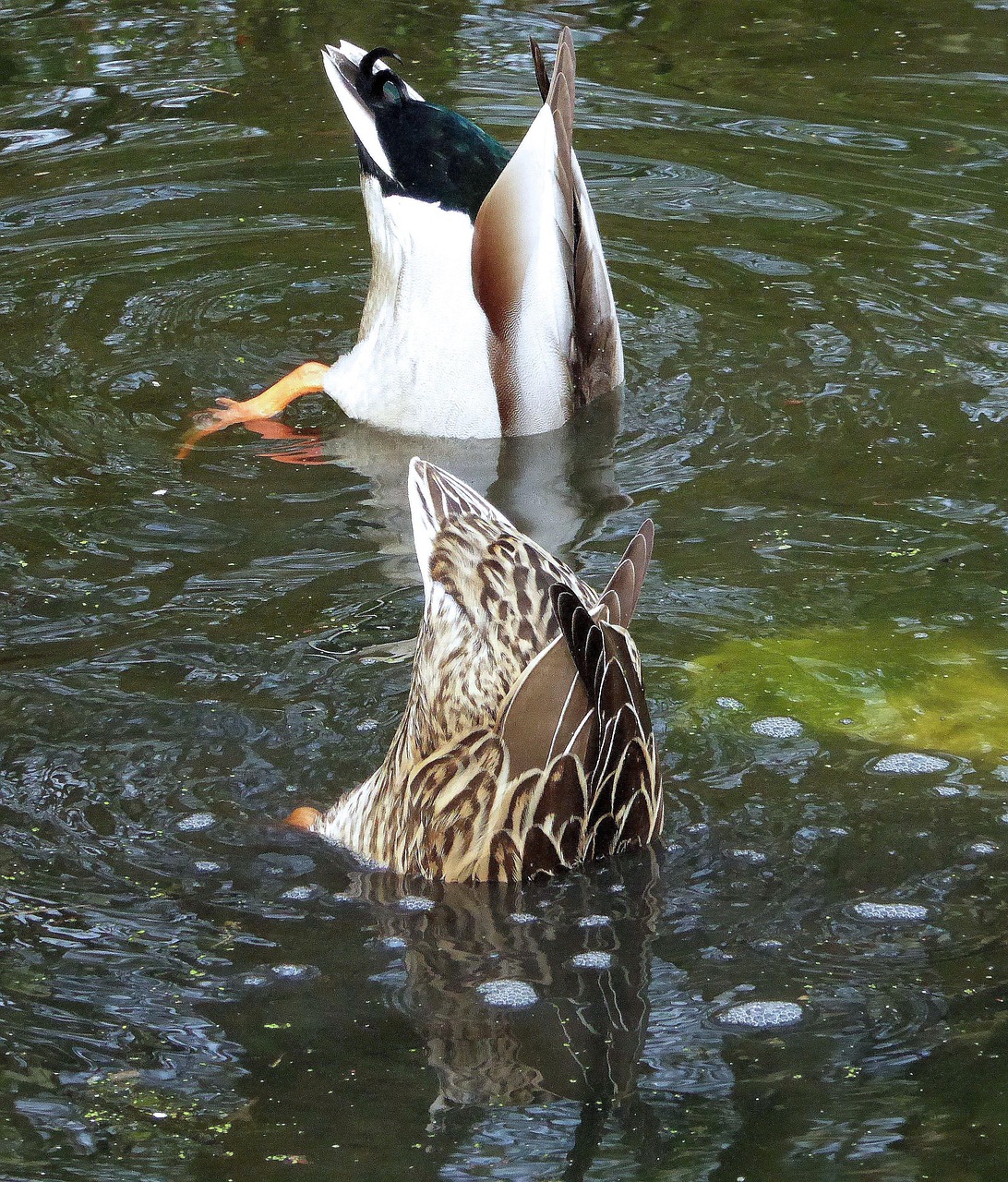 Ducks Pair Of Dive - Free photo on Pixabay - Pixabay