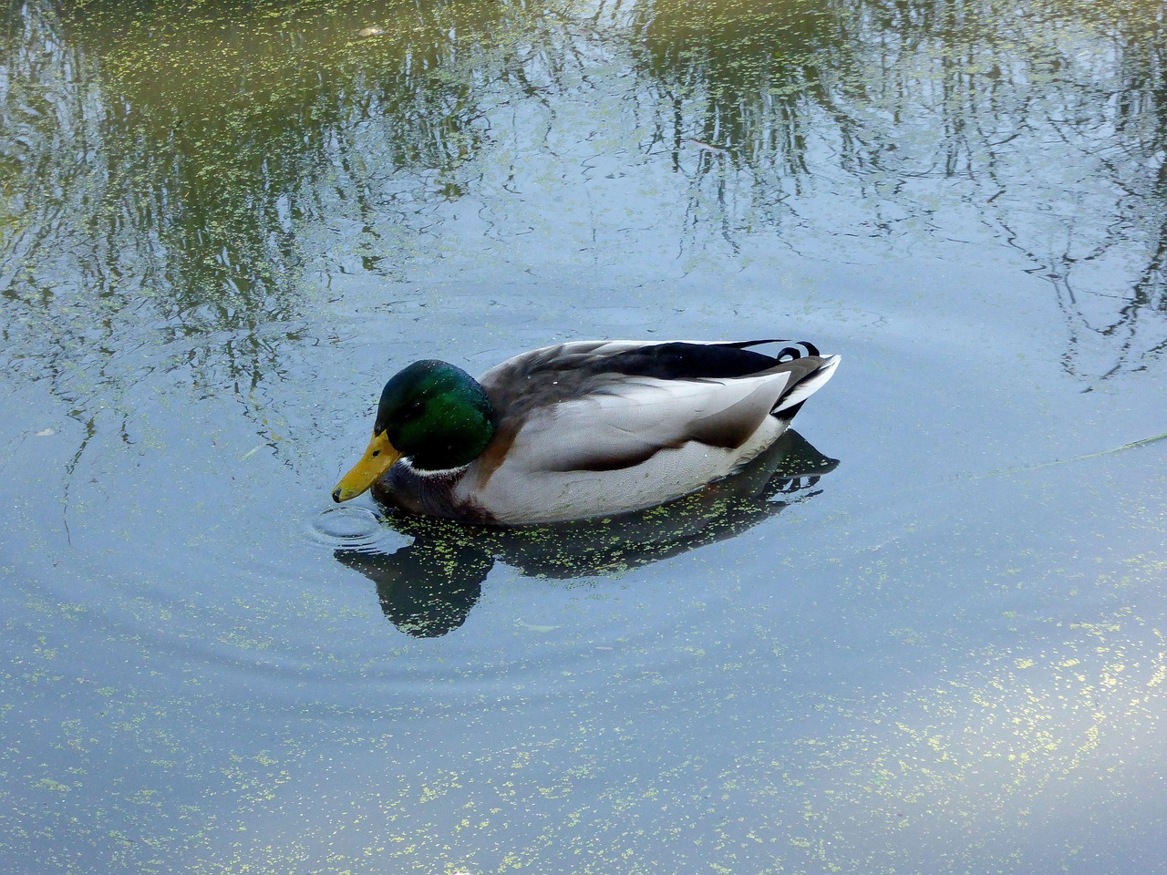 Duck Drake Lake Free photo on Pixabay Pixabay