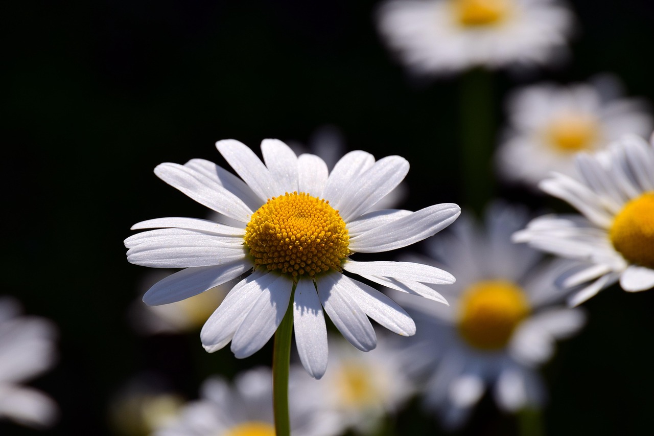 marguerite-3437971_1280.jpg
