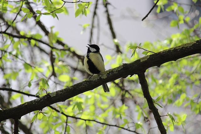 Free Bird Cute photo and picture