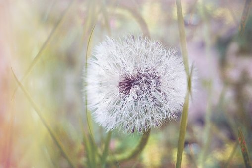Natur, Löwenzahn, Wiesenblume