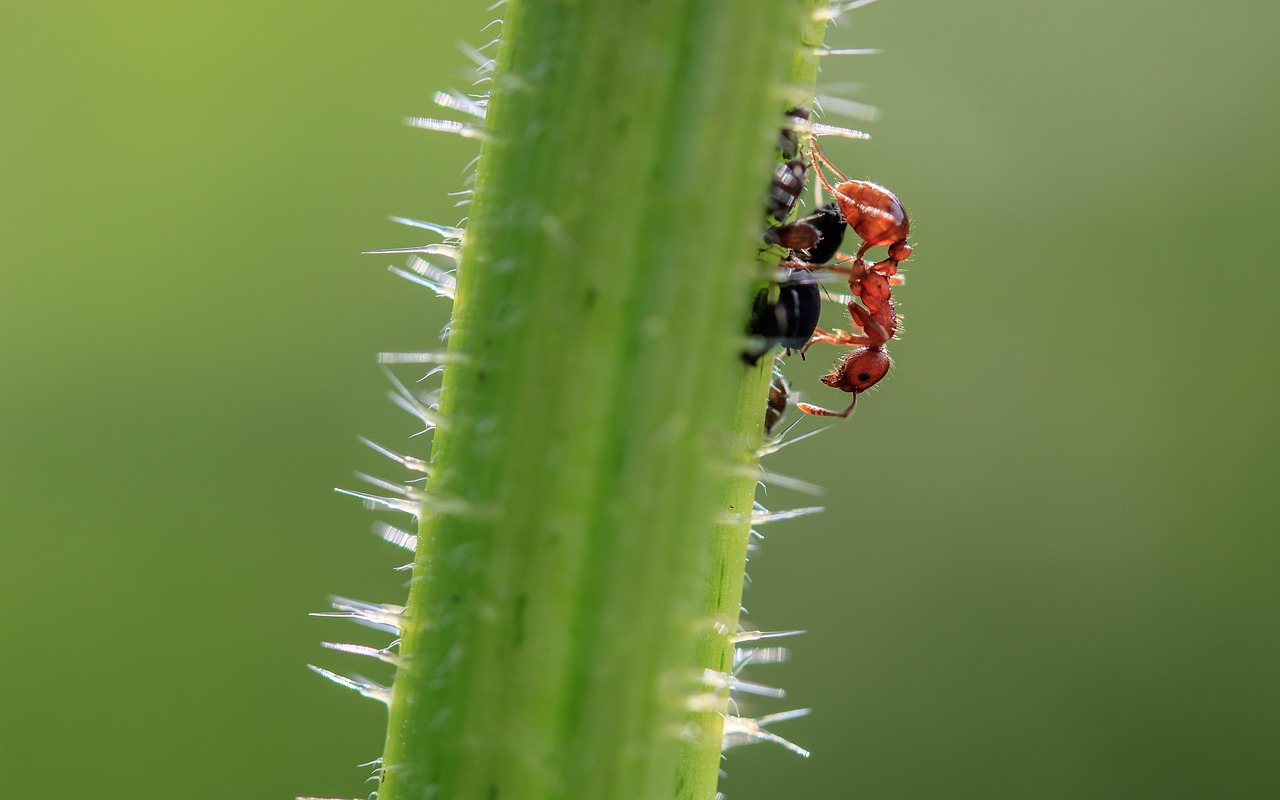 Free Brown Wegameise Lasius Brunneus photo and picture