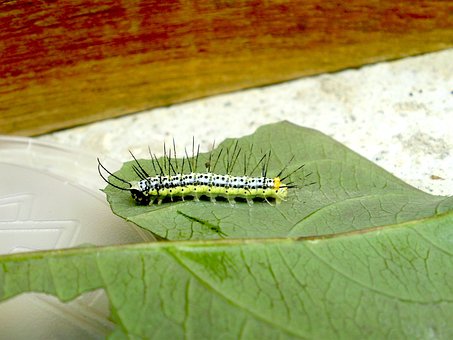 以上の無料芋虫 キャタピラー画像 Pixabay