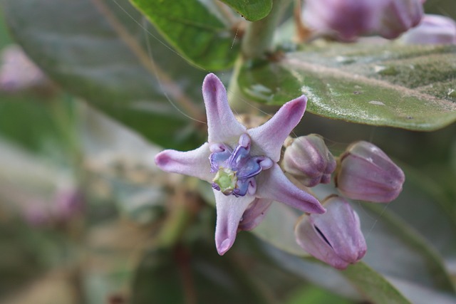 Free Flower Nature photo and picture