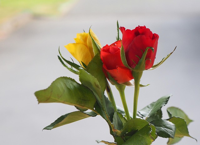 Free Roses Nature photo and picture