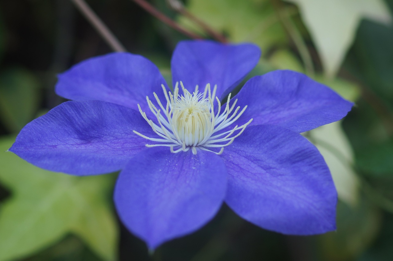 花 青 花序 - Pixabayの無料写真 - Pixabay