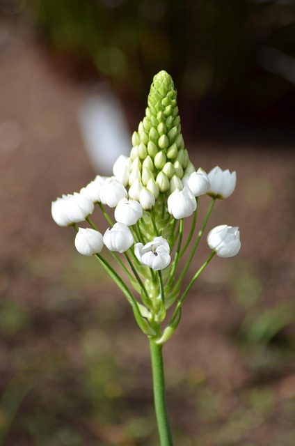 Flor, Naturaleza, Planta, Cerrar