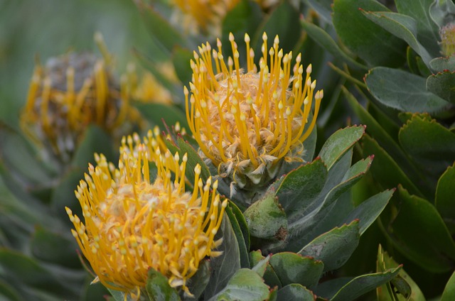 Flor, Naturaleza, Planta, Cerrar