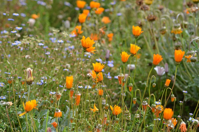 Prado De Flores, Naranja, Flor, Amarillo