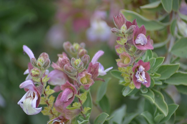 Flor, Naturaleza, Planta, Cerrar, Jardín