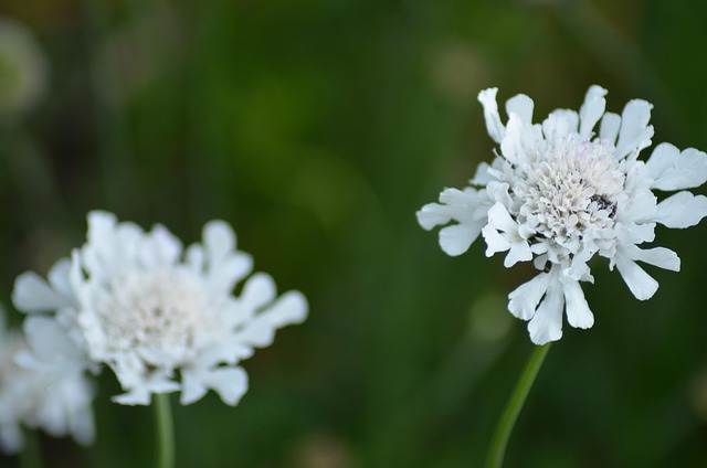 Flor, Naturaleza, Hermosas Flores