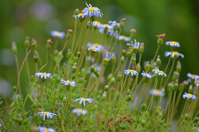 Flor, Hermosas Flores, Naturaleza