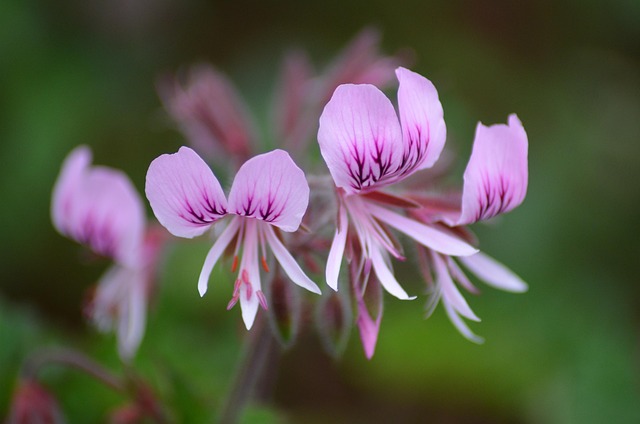 Flor, Hermosas Flores, Naturaleza