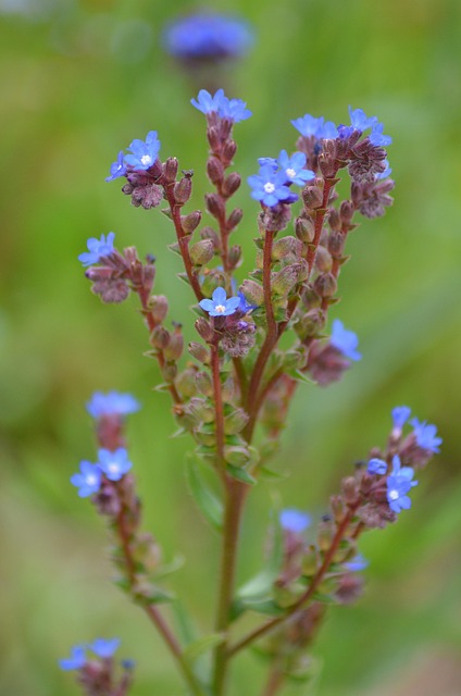 Flor, Rojo, Azul, Púrpura, Pequeña Flor
