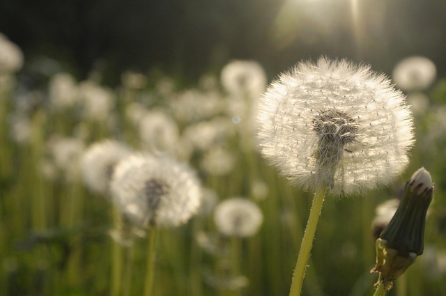 Free Dandelions Meadow photo and picture